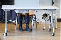 Er würde ja die Tierschutzpartei wählen.... Aber sein Frauchen, das hier in einer Wahlkabine zur Stimmabgabe für die Bundestagswahl in einem Wahllokal in Brandenburg steht, verrät nicht, wo sie ihre Kreuze macht. Wahlgeheimnis! - © Jan Woitas/dpa