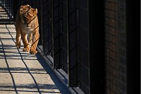 Die Tiere sollen künftig in der südenglischen Grafschaft Kent leben. - © Kirsty Wigglesworth/AP/dpa
