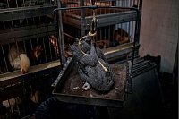 Ein Huhn wird lebendig gewogen, bevor es in einem Geflügelladen geschlachtet wird. - © Andres Kudacki/AP/dpa