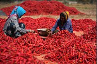 Red Hot Chili Peppers: Frauen entfernen bei der Ernte die Stiele von roten Chilis im Dorf Shertha in Indien. - © Ajit Solanki/AP/dpa