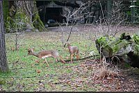 Der Zoo hofft, dass das neue Dikdik-Pärchen bald für Nachwuchs sorgt. - © Maximilian von Klenze/dpa