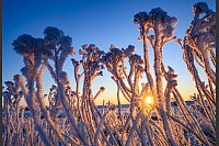 Frostiger Sonnenaufgang - © Patrick Pleul/dpa
