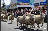 Unter Schafen: Schafe preschen beim Schafrennen «Running of the Sheep» im Ort Te Kuiti in Neuseeland durch die Straßen. - © Meng Tao/XinHua/dpa