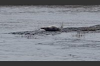 Seltener Gast: Ein Seehund in der Elbe - © Privat/dpa