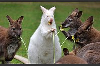 Löwenzahn zum Frühstück: Abigail, das Albino-Känguru im Vogelpark Marlow, bekommt zu ihrem ersten Geburtstag Blumen zum Frühstück. - © Bernd Wüstneck/dpa