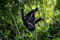Die Berggorillas im Virunga-Bergmassiv erholen sich - © Uncredited/AP/dpa