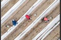 Spargelernte auf einem Feld bei Darmstadt. - © Boris Roessler/dpa