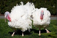 Die beiden nationalen Truth&auml;hne, &laquo;Chocolate&raquo; und &laquo;Chip&raquo;, stehen vor der Begnadigung des nationalen Truthahns und &laquo;seines Stellvertreters&raquo; durch US-Pr&auml;sident Biden im Rosengarten des Wei&szlig;en Hauses. - &copy; Andrew Harnik/AP/dpa
