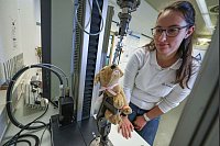 Ein Stofftier im Zugtest - TÜV Rheinland Spielzeugprüflabor testet auf Sicherheit. - © Daniel Löb/dpa
