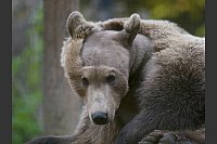 Braunbär Boki erholt sich von seiner Gehirn-OP im Gehege in Canterbury, Kent. Es ist die erste Operation dieser Art in Großbritannien. - © Gareth Fuller/PA Wire/dpa