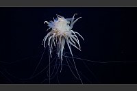 Skurrile Lebensform: Bathyphysa-Staatsquallen werden auch fliegende Spaghettimonster genannt. - &copy; Schmidt Ocean Institute/dpa