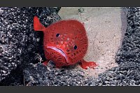 Auch Bilder skurril aussehender Seekr&ouml;ten (Chaunacops) gelangen. - &copy; Schmidt Ocean Institute/dpa