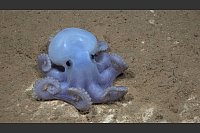 Niedlich und selten zu sehen: ein Casper-Krake. - &copy; Schmidt Ocean Institute/dpa