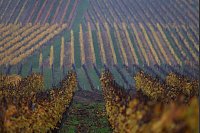Herbstlich verfärbte Weinberge in Bayern - © Karl-Josef Hildenbrand/dpa