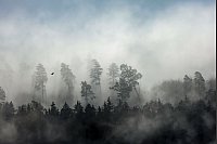 Bäume ragen aus dem dichten Nebel am Rande der Schwäbischen Alb. - © Thomas Warnack/dpa