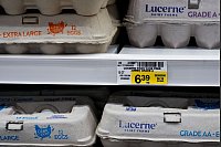 Ei oder Henne - in den USA ist klar, ohne Hennen keine Eier! Beim jüngsten Ausbruch der Vogelgrippe wurden zahlreiche Legehennen gekeult, nun führt der Eiermangel zu leeren Regalen und höheren Preisen. - © Lindsey Wasson/AP/dpa