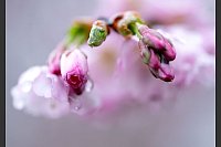 Knospen und Blüten sind an einer Zierkirsche in München - © Sven Hoppe/dpa