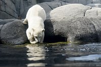 Die kleine Eisb&auml;rin steht am Beckenrand in der Au&szlig;enanlage im Eismeer im Tierpark Hagenbeck. - &copy; Marcus Brandt/dpa