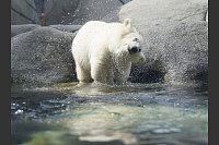 Die kleine Eisb&auml;rin steht im Wasserbecken und sch&uuml;ttelt ihr Fell. - &copy; Marcus Brandt/dpa