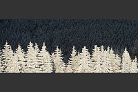 Bei Schnee entstehen spannende Kontraste. - &copy; Patrick Seeger/dpa/dpa-tmn