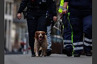 Auch ein Hund war bei der Suche im Einsatz. - &copy; Hannes P. Albert/dpa