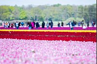 Millionen bunter Tulpen im Landkreis Gifhorn - © Michael Matthey/dpa