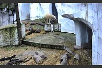Der kleine Bär erkundet seine Umwelt. - © Timo Deible/Zoo Karlsruhe/dpa