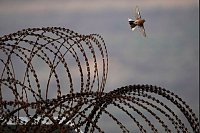 Ein Vogel fliegt über den Sicherheitszaun in der Nähe der so genannten Alpha-Linie, die die israelisch kontrollierten Golanhöhen von Syrien trennt. - © Matias Delacroix/AP/dpa