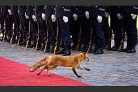 Fuchs auf dem roten Teppich beim Empfang für den mauretanischen Präsidenten - © Bernd von Jutrczenka/dpa