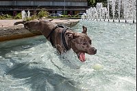 Manche Hunde stoppen ihr Spiel auch bei völliger Überanstrengung oder Verletzung nicht. (Archivbild) - © Taneèek David/CTK/dpa