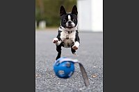 So verfressen Hunde sind - manche lassen für ein bestimmtes Ding jedes Futter und überhaupt alles andere liegen: ein Spielzeug. (Archivbild) - © Paul Zinken/dpa-Zentralbild/dpa