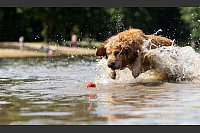 Ein Hund, der so verliebt in sein Spielzeug ist, dass er nicht von ihm lassen mag: Klingt süß, kann für den Vierbeiner aber gefährlich sein. (Archivbild) - © picture alliance / dpa