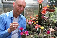 Buntes Hobby: Kakteen-Züchter Klaus-Peter Mügge bestäubt seine Pflanzen mit wenigen Handgriffen und einem handelsüblichen Wattestäbchen. Foto Pavlustyk