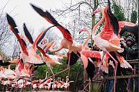 "Antreten zum Abzählen!", heißt es auch für die Flamingos bei der Inventur im Zoo Hannover. - © Julian Stratenschulte/dpa
