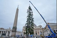 Weihnachtsbaum im Vatikan: eine 29 Meter hohe Rottanne aus dem Dorf Ledro in den Dolomiten wird auf den Petersplatz aufgestellt. - © Gregorio Borgia/AP