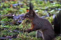 Aktion Eichhörnchen: Dieses Eichhörnchen sammelt in einem Garten in Kaufbeuren Moos für sein Nest. - © Karl-Josef Hildenbrand/dpa