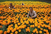 Bunte Pracht: Gärtner beschneiden die Blumen in einem Park in Dhaka in Bangladesch. - © Habibur Rahman/XinHua/dpa