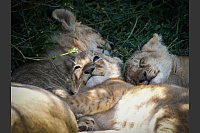 Eine Löwin entspannt sich mit dem Nachwuchs im Schutzgebiet Masai Mara. - © Li Yahui/XinHua/dpa