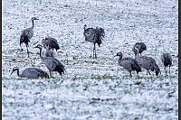 Kraniche im Schnee: Auf einem verschneiten Feld in Mecklenburg-Vorpommern suchen Kraniche nach Futter. - © Jens Büttner/dpa