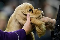 Gut frisiert. - © Julia Demaree Nikhinson/AP/dpa