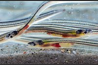 Aale so durchsichtig wie Glas: Diese jungen Aale, die wegen ihrer Durchsichtigkeit auch Glasaale genannt werden, schwimmen künftig in Spree und Havel. Berufsfischer setzen die Jungfische derzeit dort aus. - © Soeren Stache/dpa