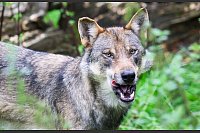 Rehe, Wildscheine und Hirsche: Wölfe finden in Deutschland mehr als genug Beute. - © Julian Stratenschulte/dpa