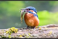 Gibt dem Steig seinen Namen: der Eisvogel. - © Julian Stratenschulte/dpa/dpa-tmn