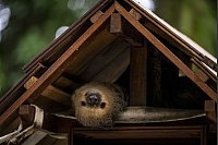 Entspannt durch den COP30: Faultiere begeistern im Emilio-Goeldi-Museum in Belem - © Aaron Chown/PA Wire/dpa