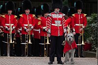 Parade mit Hund - © Kirsty Wigglesworth/AP/dpa