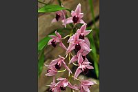Cymbidium-Orchideen mit ihren großen Blütenrispen setzen exotische Akzente in der Weihnachtsdekoration. - © Andrea Warnecke/dpa-tmn