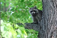 Ein Waschbär sitzt im Baum einer Grünanlage in Leipzig. - © Sebastian Willnow/dpa