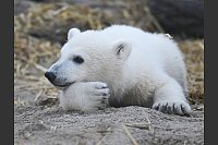 Zum ersten Mal war Mika, das am 2. November 2024 im Karlsruher Zoo geborene Eisbär-Jungtier, für die Öffentlichkeit zu sehen. - © Uli Deck/dpa