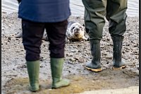 Die Seehundstation Friedrichskoog wildert die ersten Kegelrobben der Saison aus. - © Axel Heimken/dpa