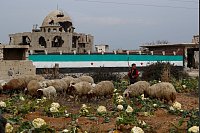 Ein Junge hütet eine Schafherde neben einer Wand mit einer syrischen Flagge. - © Omar Sanadiki/AP/dpa